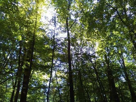 gozd-jeseni-3